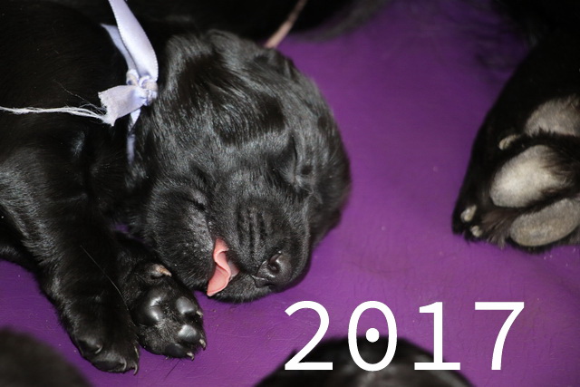 Pictures 2017